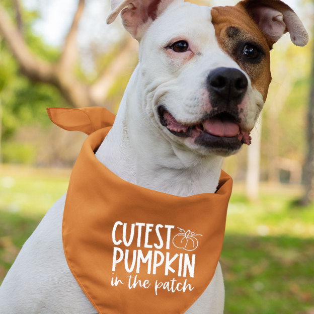 Hey There Pumpkin Family Matching Shirt 