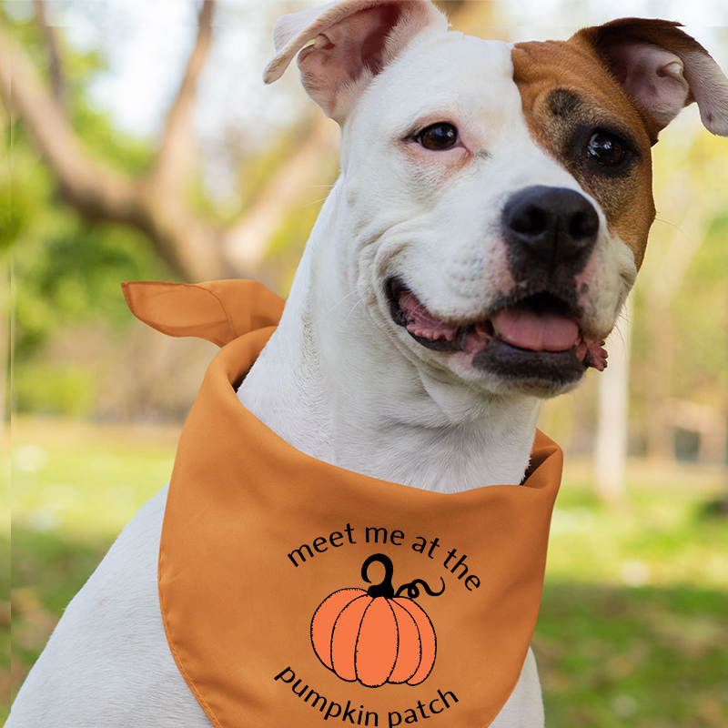 Meet Me At The Pumpkin Patch Halloween Family Matching Shirts