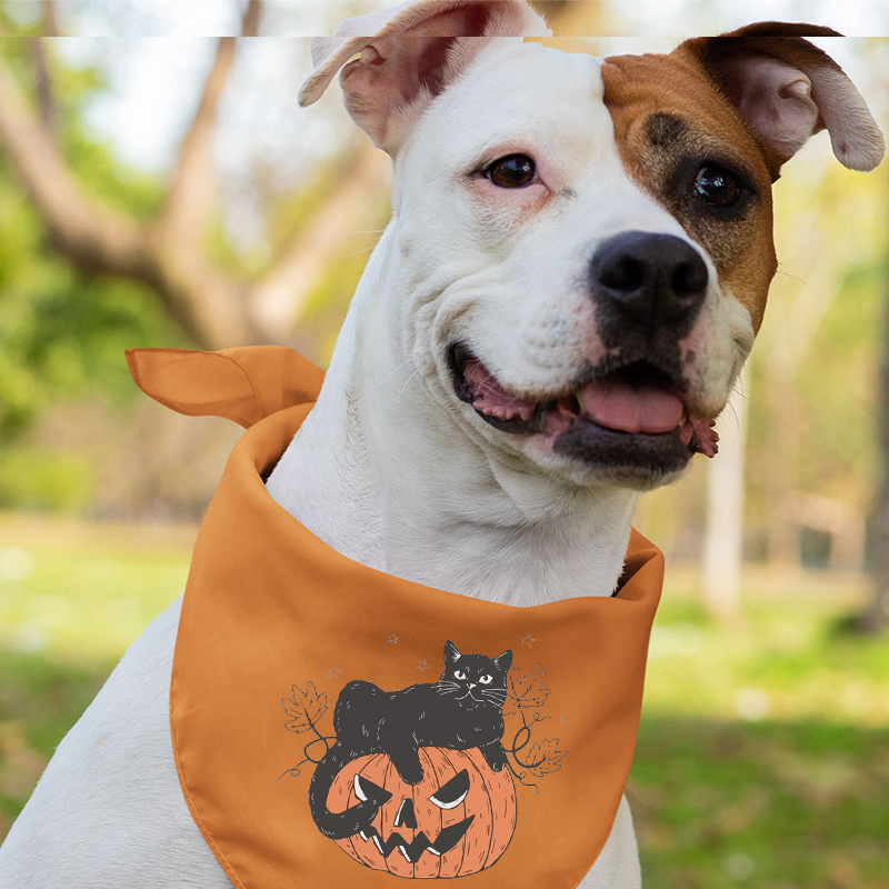 Vintage Pumpkin and Cat Halloween Matching Shirts