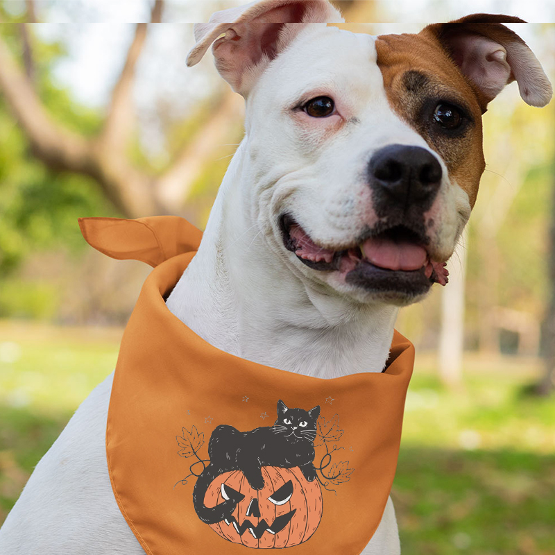 Vintage Pumpkin and Cat Halloween Matching Shirts