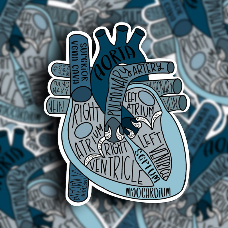 Blue Anatomical Heart Nurse Stickers