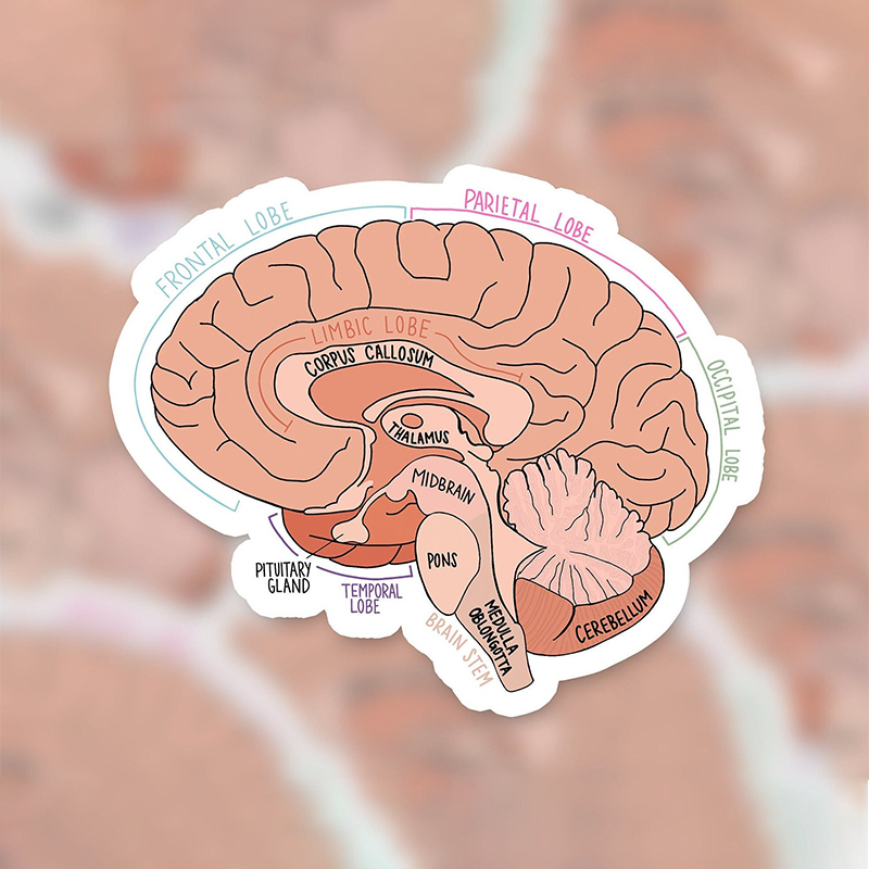 Labeled Brain Diagram Nurse Stickers