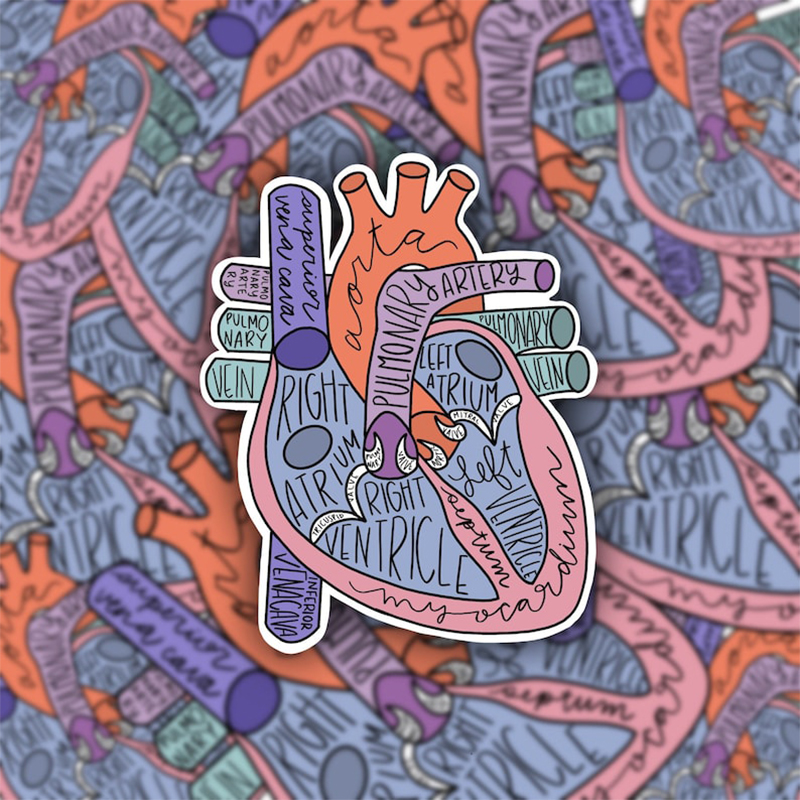 Anatomical Heart Nurse Stickers