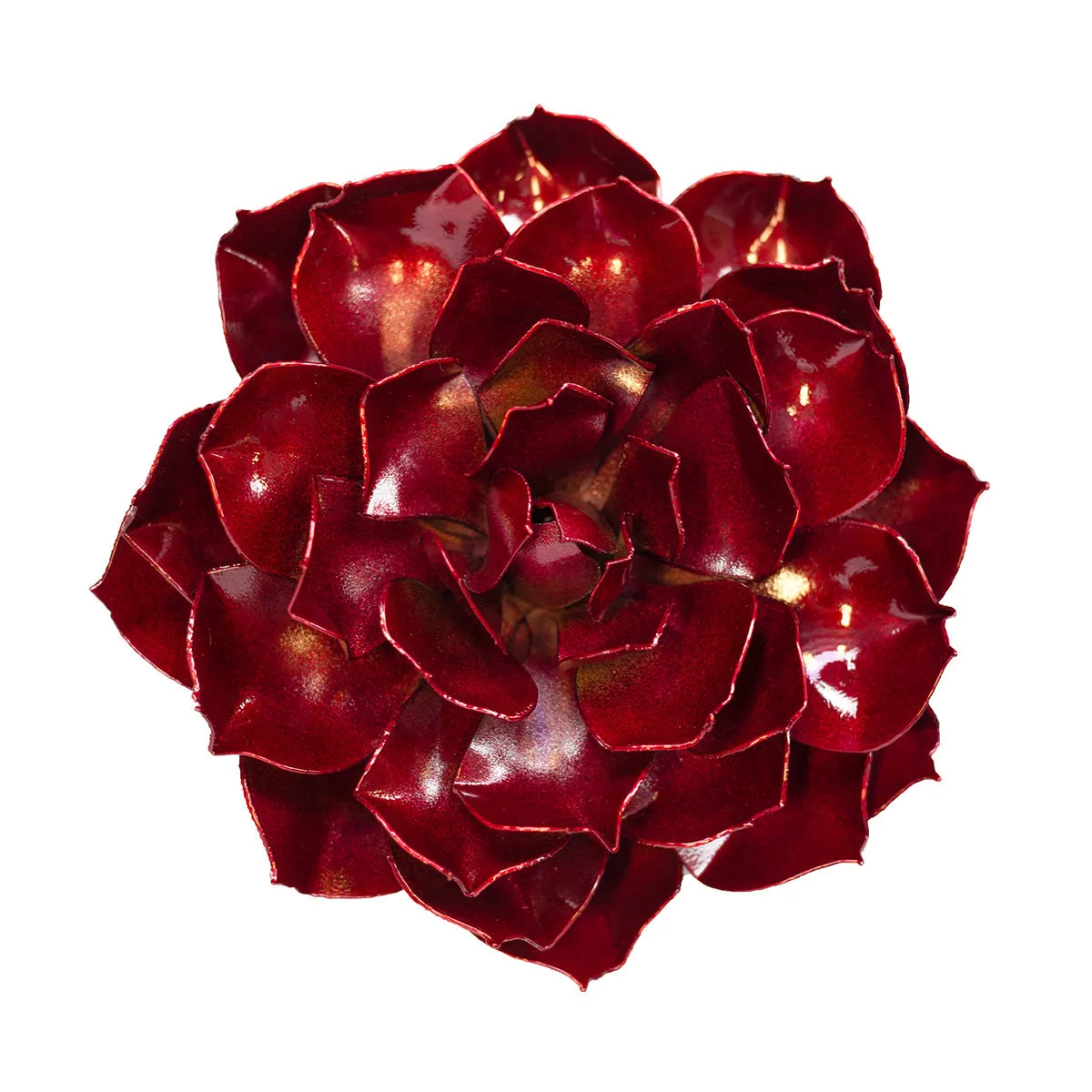 Ruby Rose Succulent Agelane