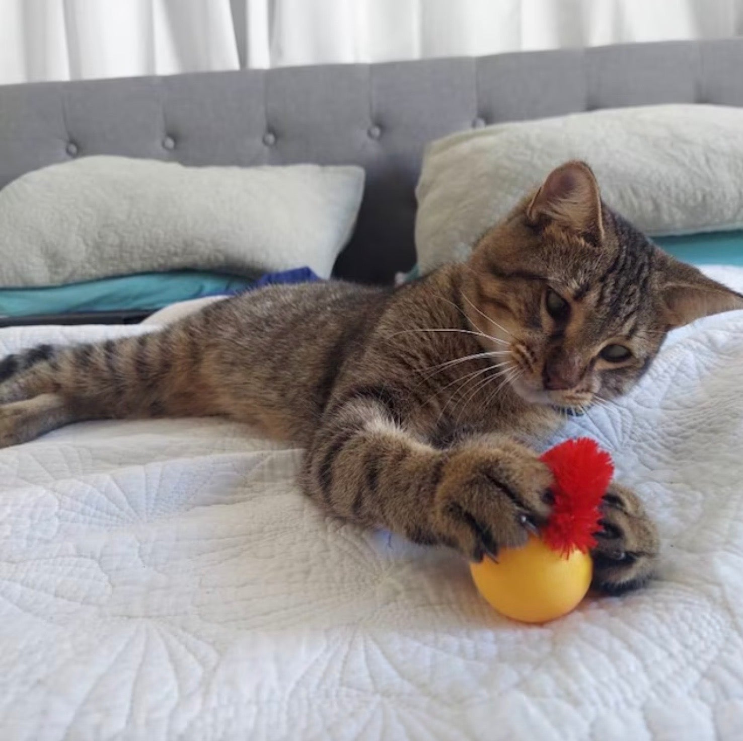 Flygooses Jiggle Ball for Cat