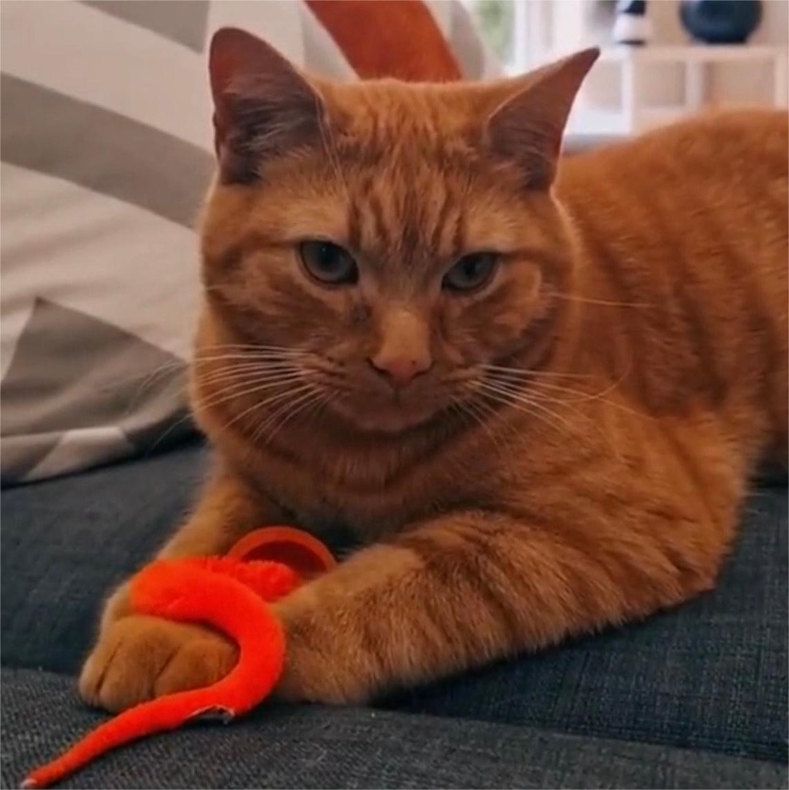 Flygooses Jiggle Ball for Cat