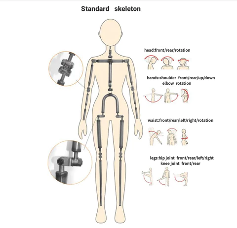 Technical Features About Sex Doll Skeleton