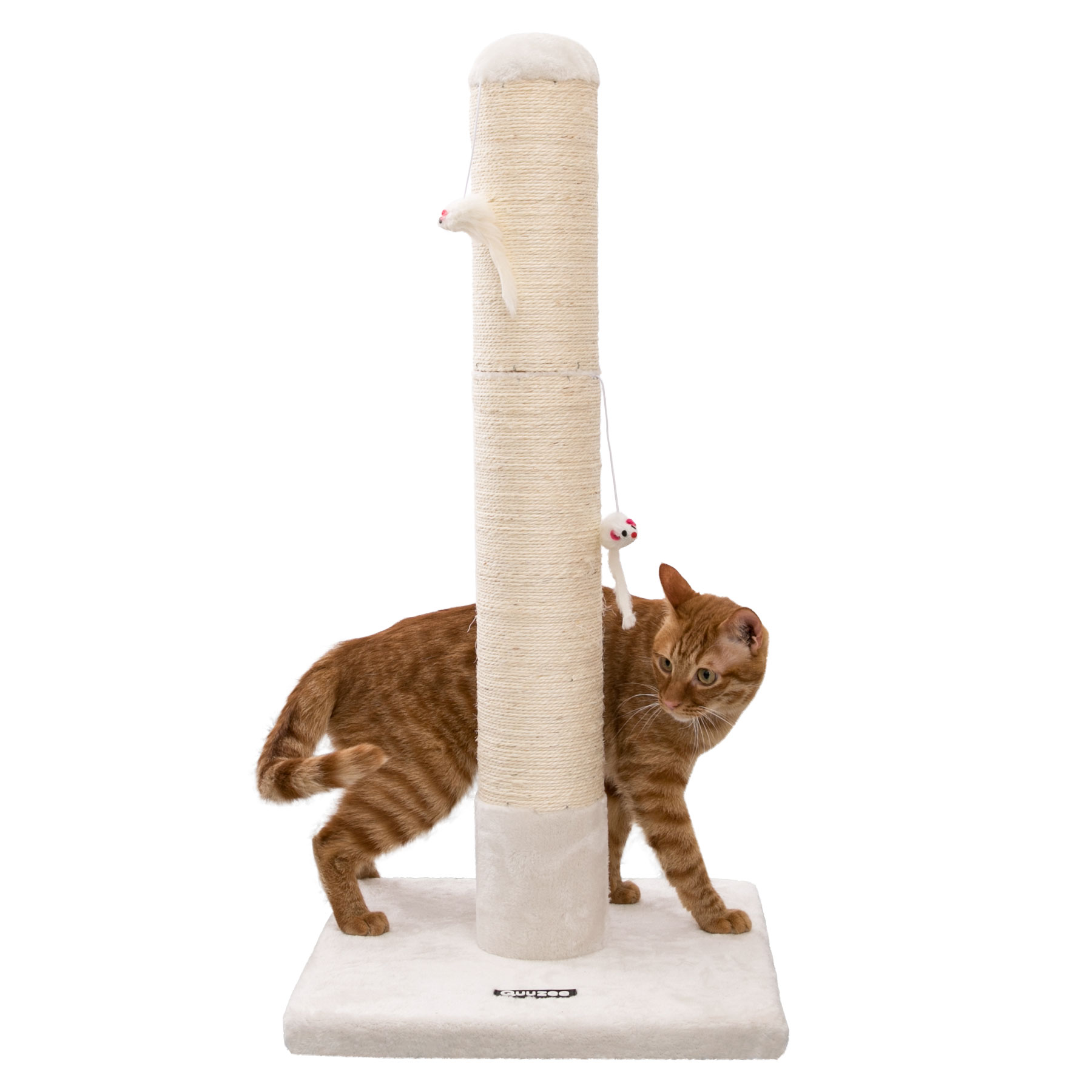 Adult cat scratching on sale post