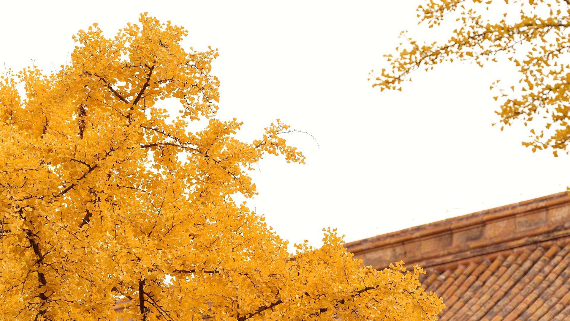 新增多规格商品有图-88900-图片alt01