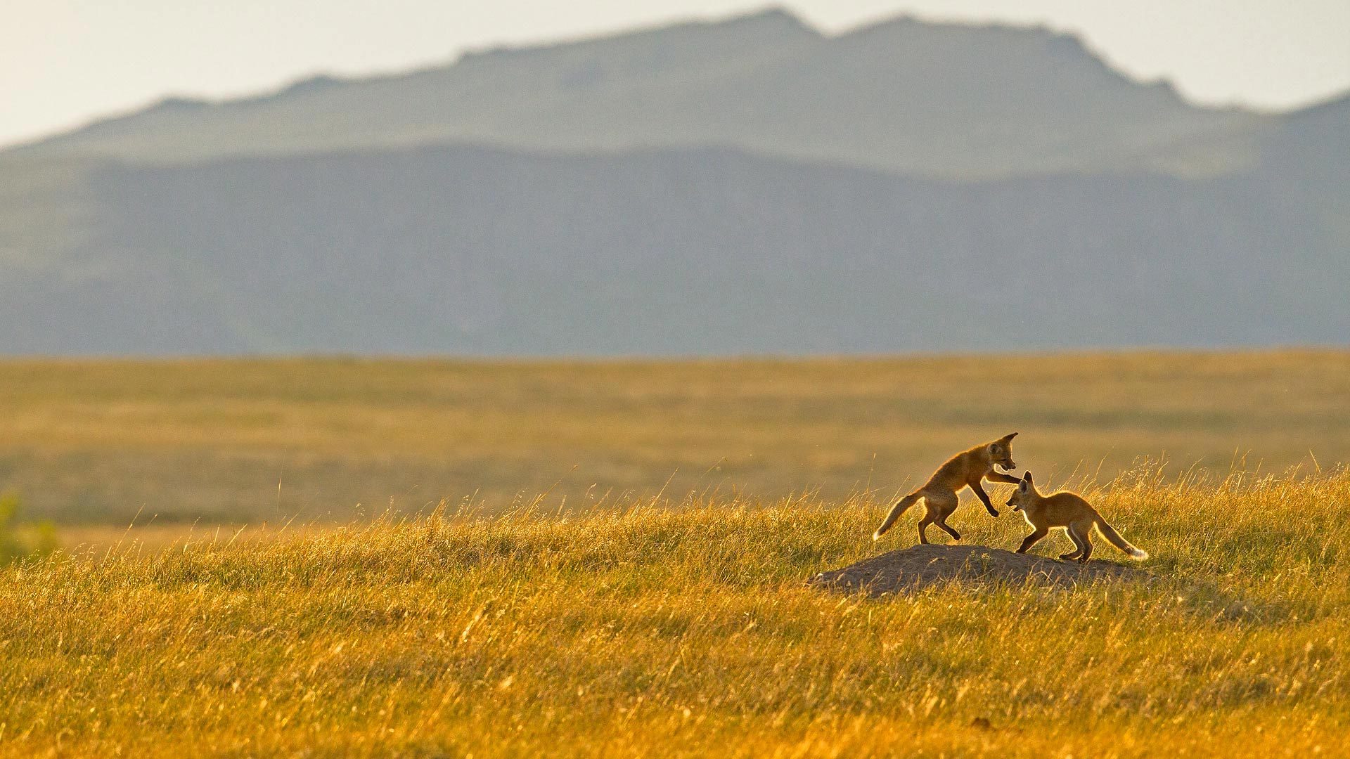 二次新增多规格无价格-88900-图片alt01