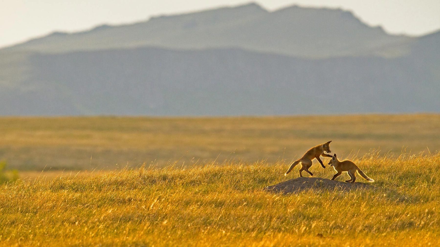 新增多规格商品有图-88900-图片alt01