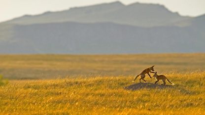 新增多规格商品有图-88900-图片alt01