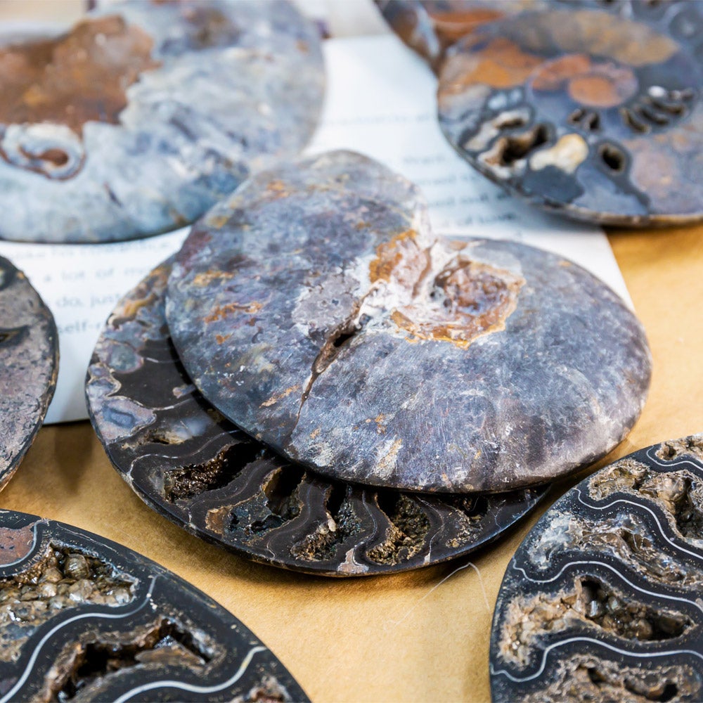 Black Ammonite Fossil Pair  