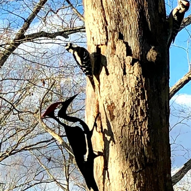 Woodpecker Metal Bird Steel Garden Yard Art