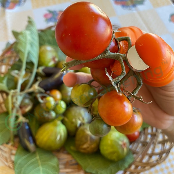 Harvesting Thumb Knife (6PC Set)