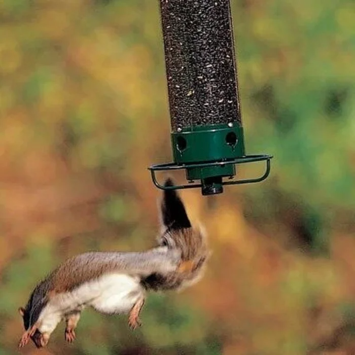 (🔥Last Day Promotion 48% OFF🔥) Squirrel-Proof Bird Feeder(Buy 2 Get Extra 10% OFF &Free Shipping)