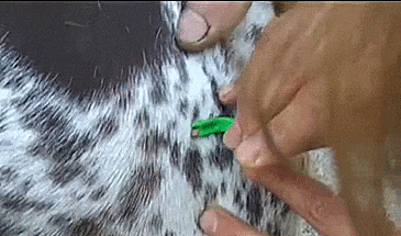 Tick Twister Tick Remover | Tick removal . How to remove . Twister