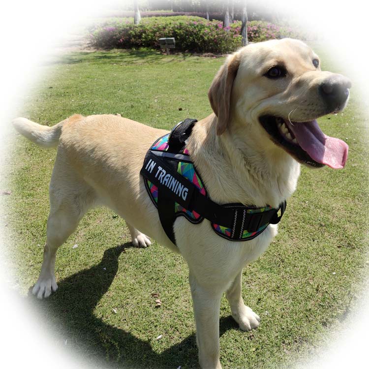  Harness for Dogs, No-Pull Pet Harness with 3 Side Rings for Leash Placement, Adjustable Soft-Padded Pet Vest for Training, Walking, Running, No-Choke with Easy On-Off Technology
