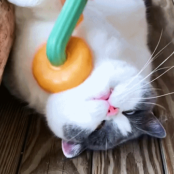 16 Pumpkin Pet Grooming Tool Pet Remove Hair Brush