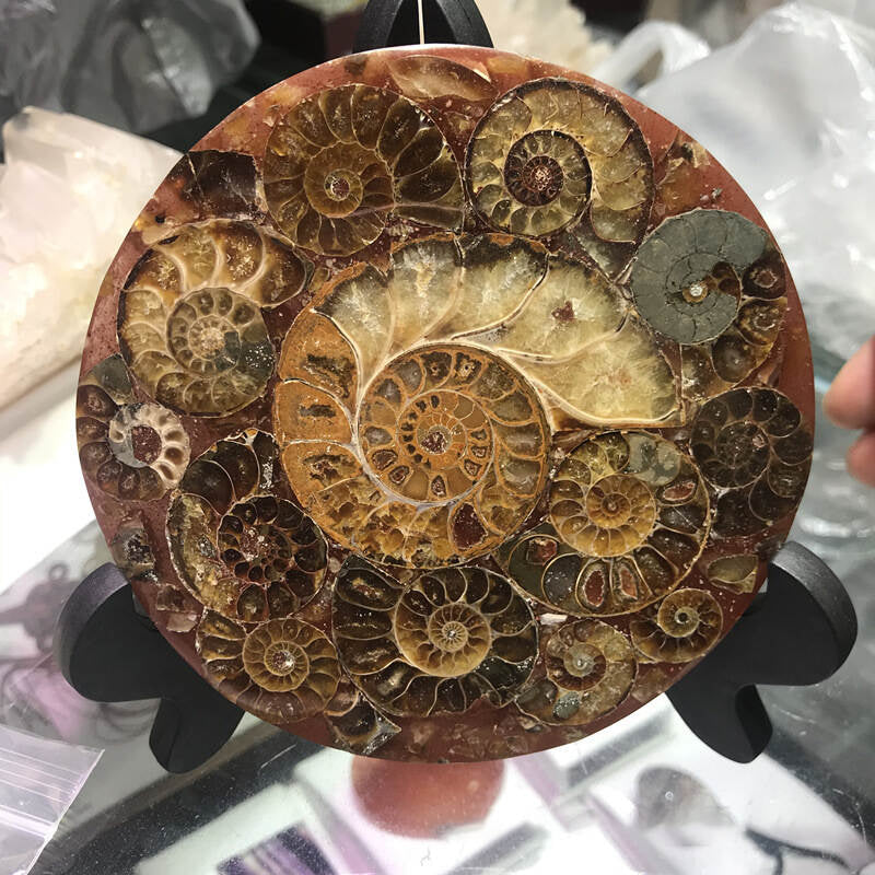 Natural Rare Ammonite Fossil Conch