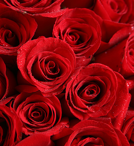 Red Rose 66 stems