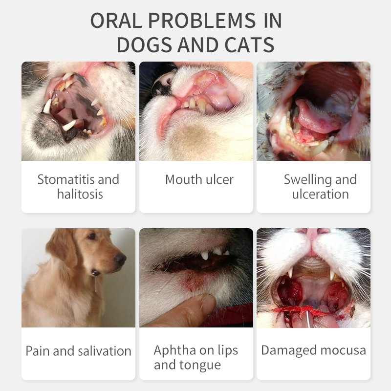 What Causes Mouth Ulcers In Dogs