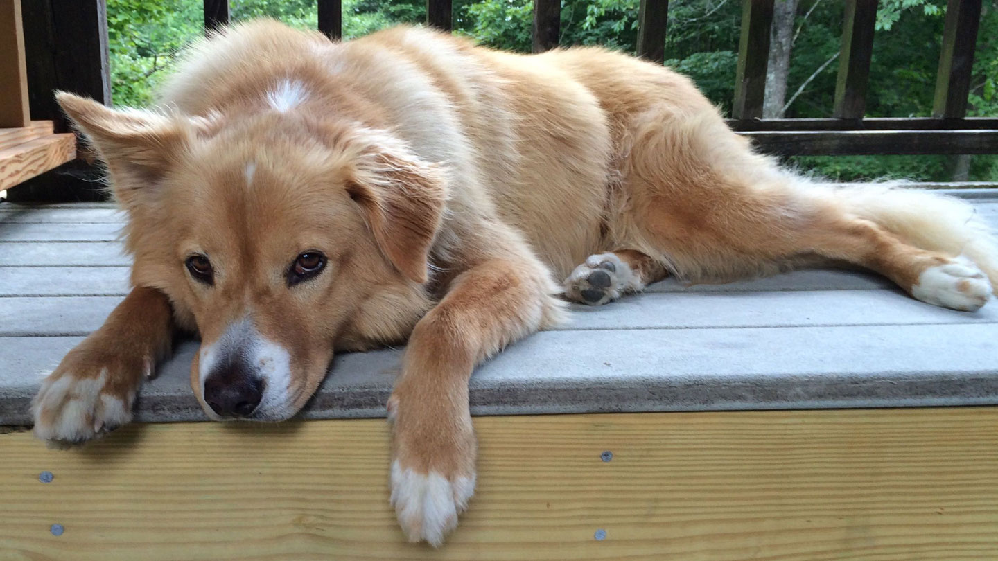 Image showcasing Urethral Prolapse Dog: Cause, Symtoms and Treatment