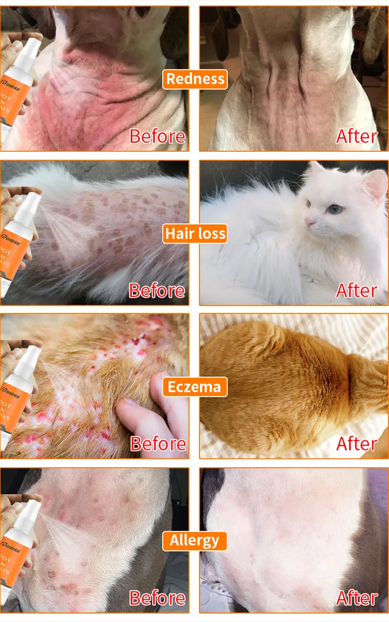 Puainta Dermatitis in Dogs Symptoms and Treatment