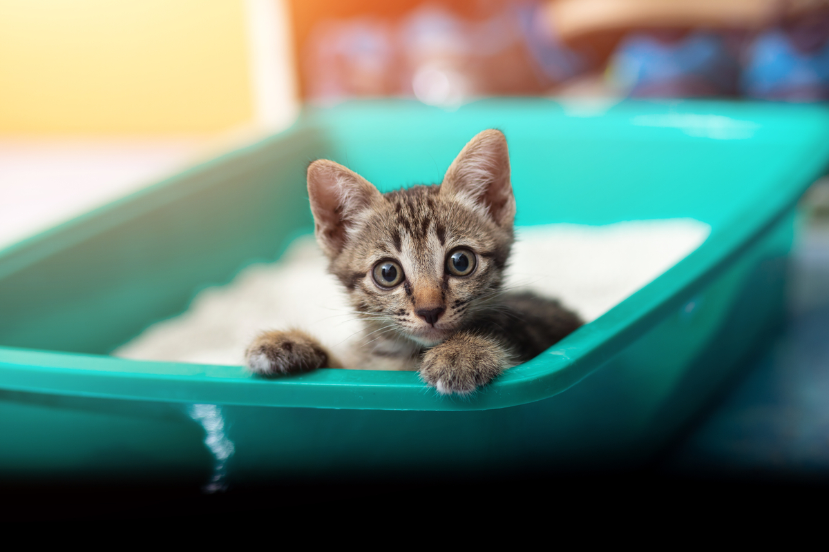 Cat lying in hot sale litter box sick