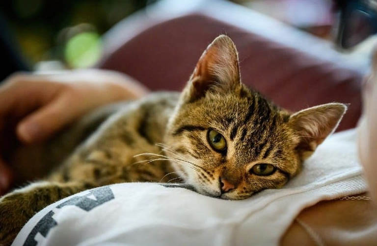 Why Is My Cat So Clingy?