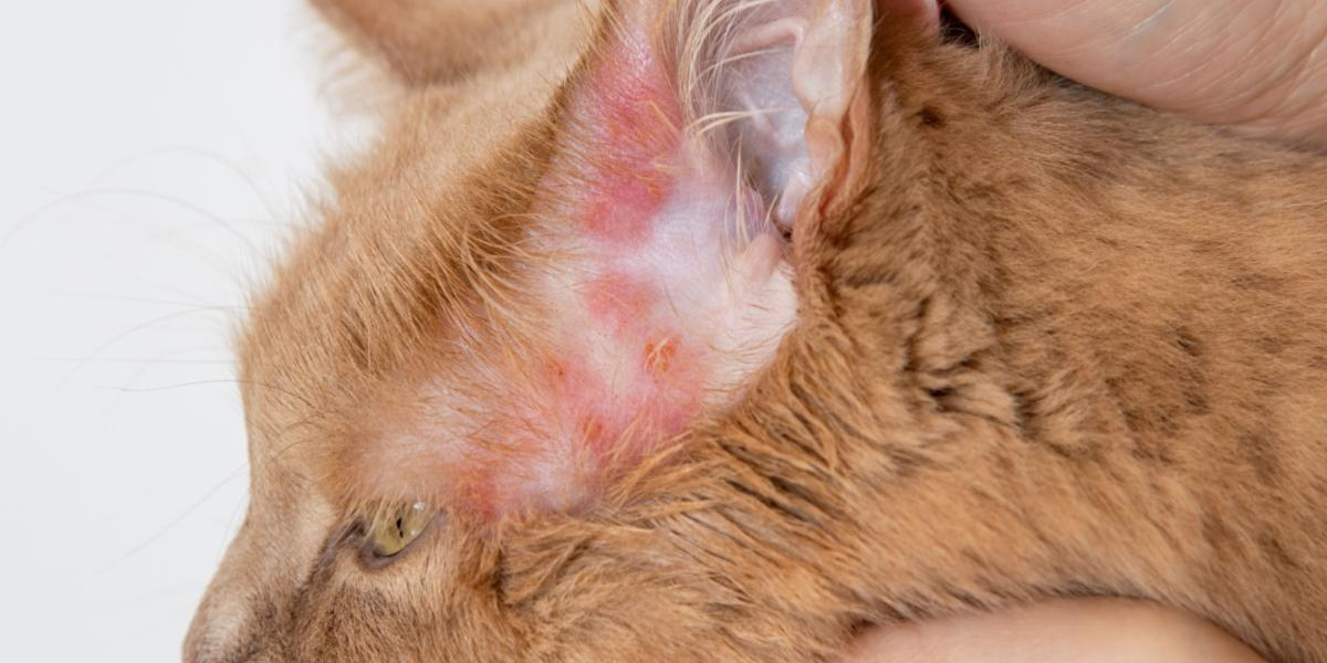 Understanding and Managing Cat Rashes: Causes, Symptoms, and Treatment ...