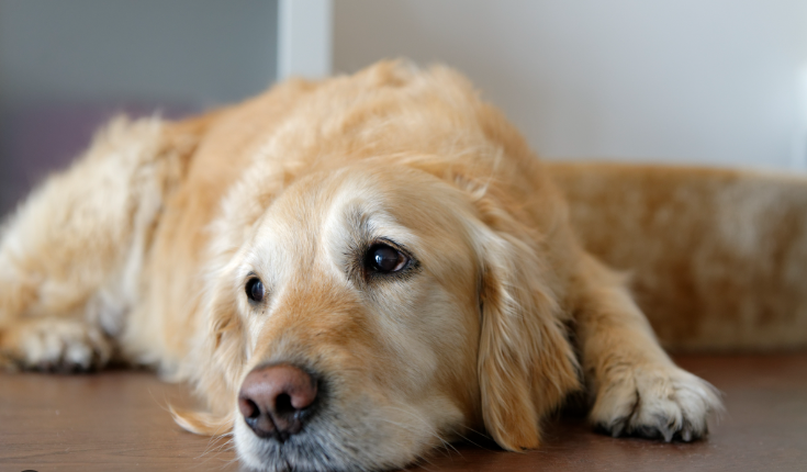 Dog lethargic after store seizure