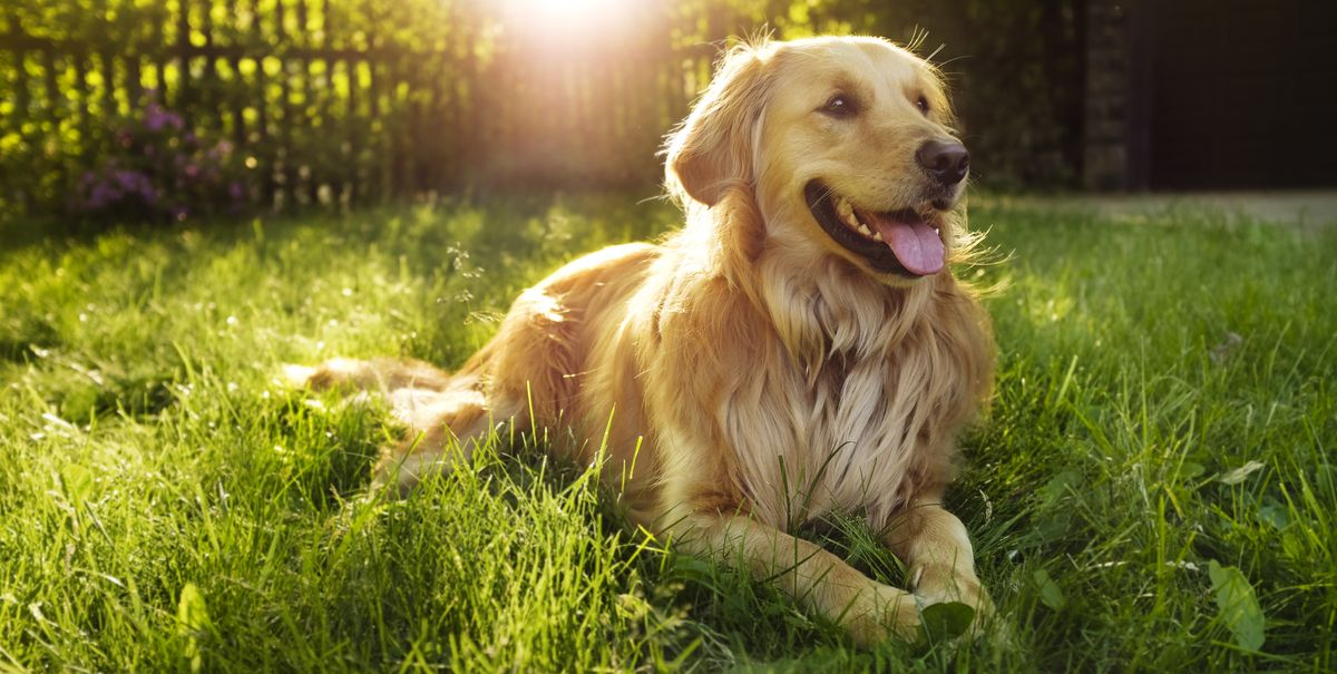 What does it mean when a dog deals pees on you