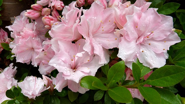 Are azaleas poisonous to clearance dogs