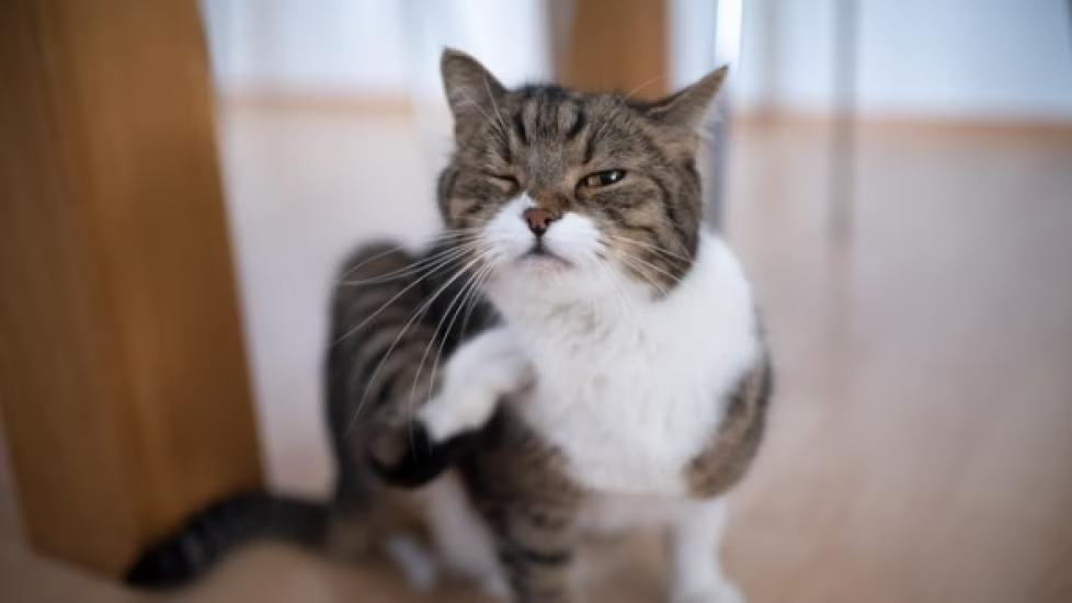 How Can I Soothe My Cats Itchy Skin