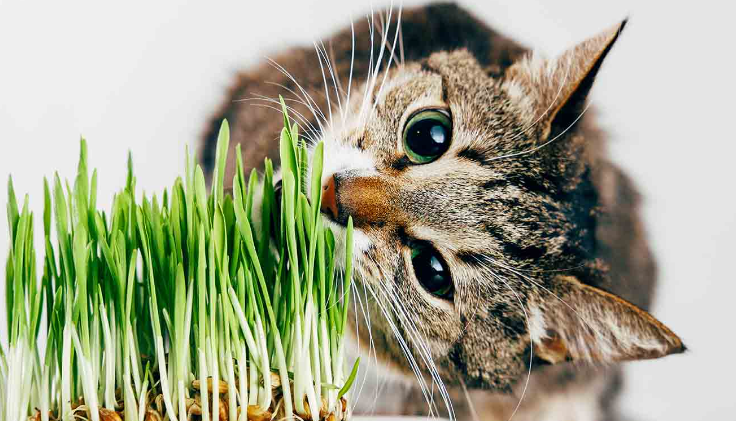 Can cats shop eat wheat