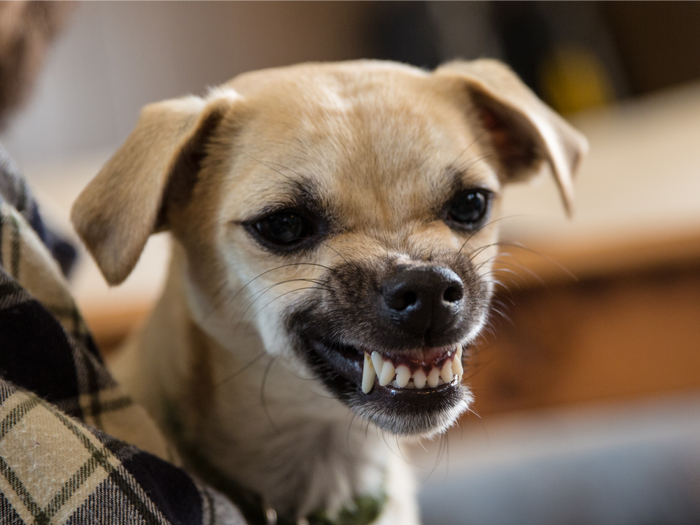 Why Does My Dog Grunt?