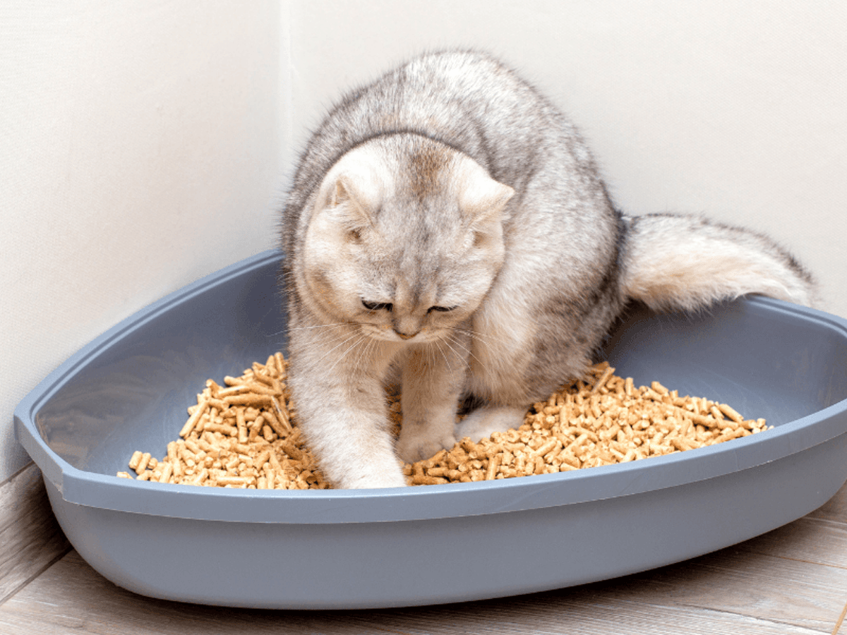 The Fascinating Behavior Why Do Cats Bury Their Poop