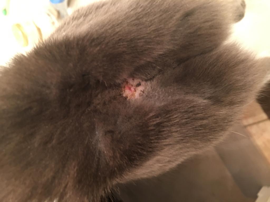 Cat losing store hair around anus