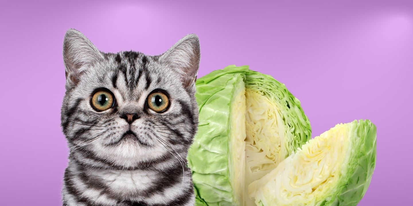 Is cabbage hotsell bad for dogs