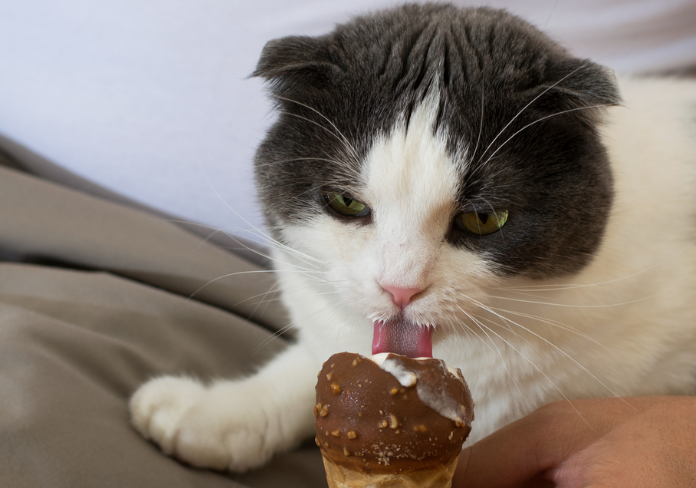 Is it safe for cats to eat ice cream sale