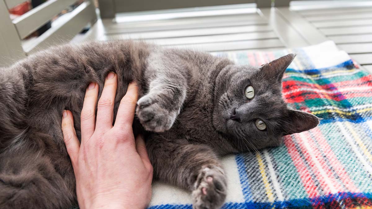 Do Cats Like Belly Rubs? Unveiling the Mystery Behind Feline Belly Exp