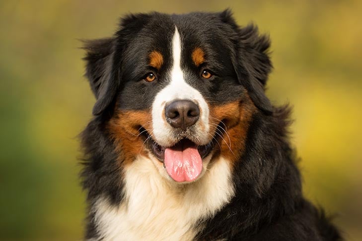 Bernese mountain dog sales and husky mix