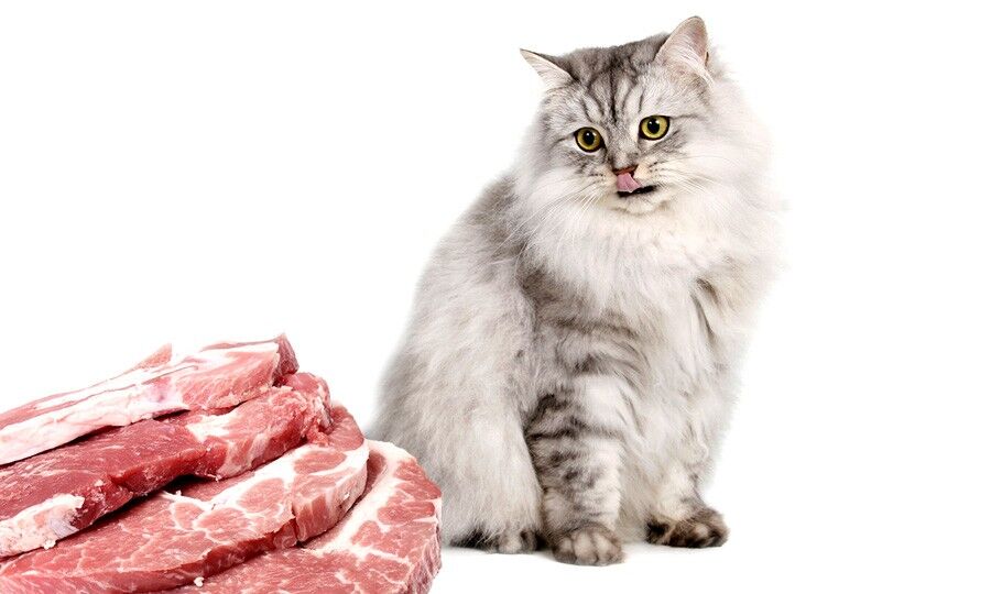 Do cats outlet eat pork