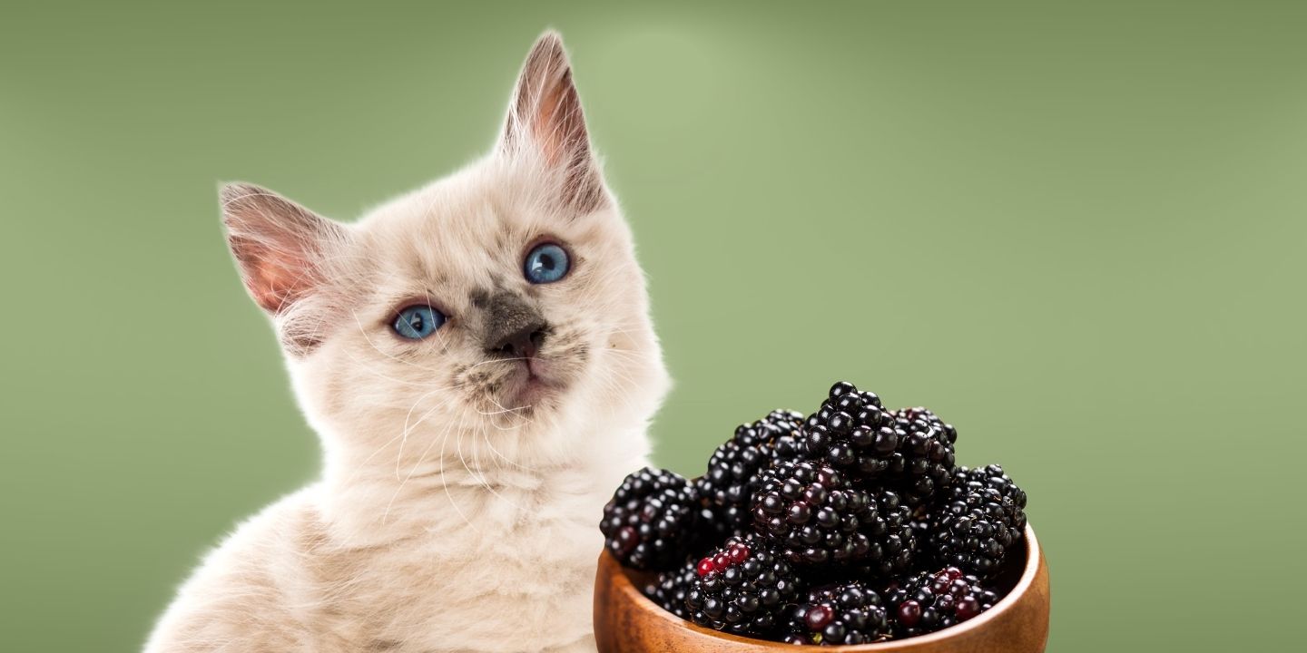 Are berries outlet bad for cats