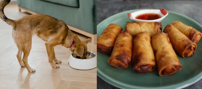 Can Dogs Eat Spring Rolls? Unveiling the Truth!