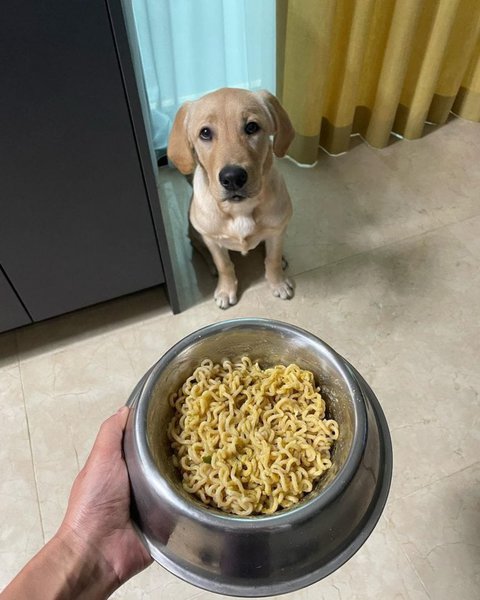 Can dogs hot sale eat ramen