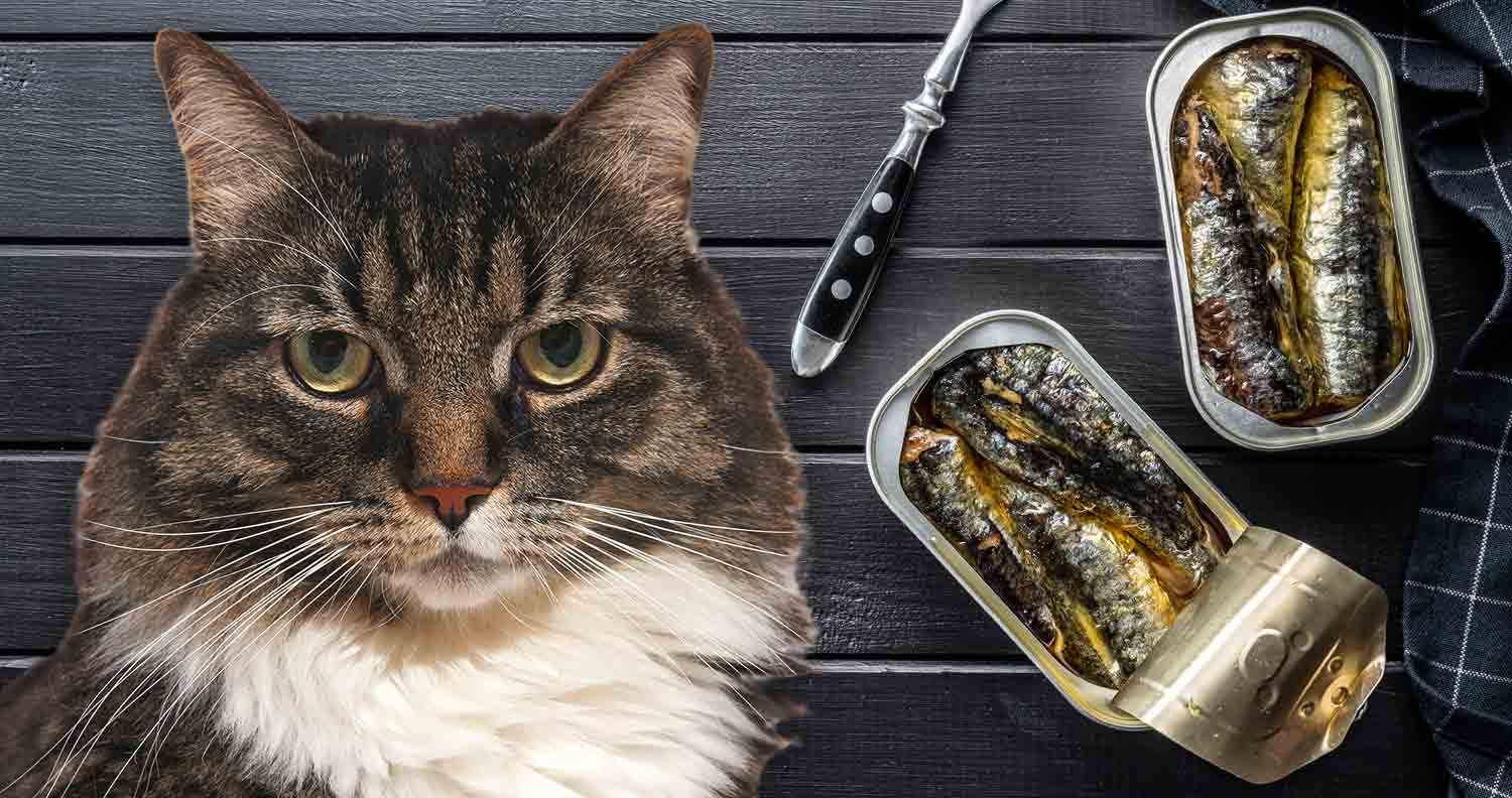 Cats 2025 eating sardines