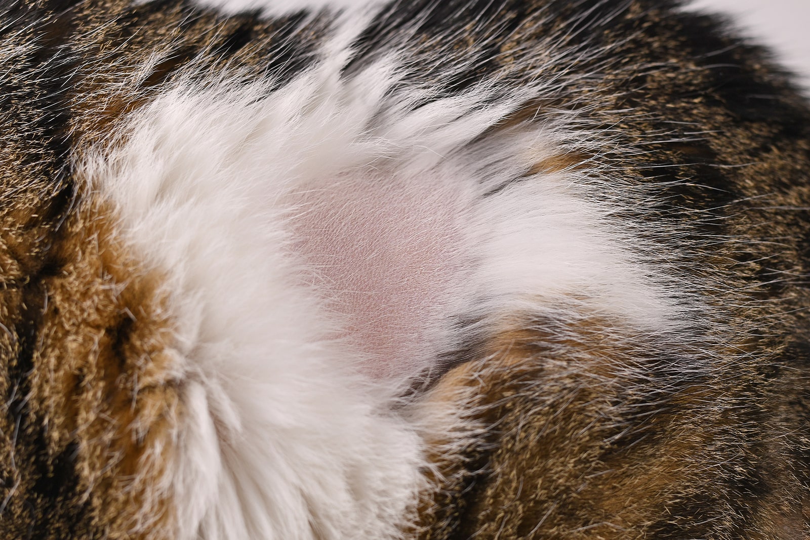 Home remedies for outlet dry skin on cats