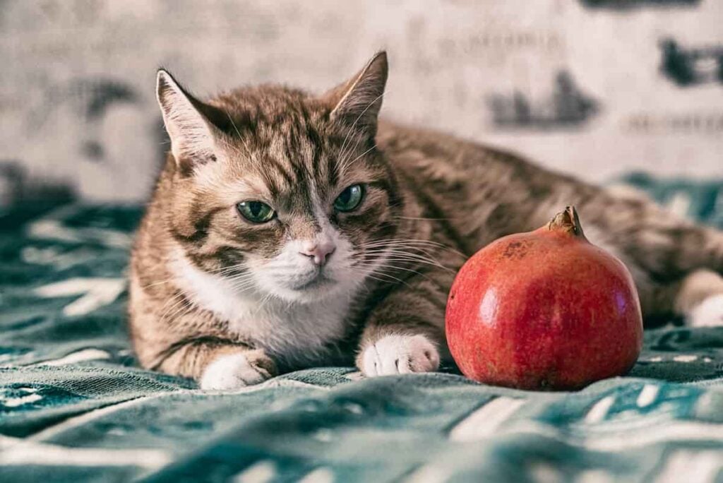 Can Cats Eat Pomegranates? - Minneopa Orchards